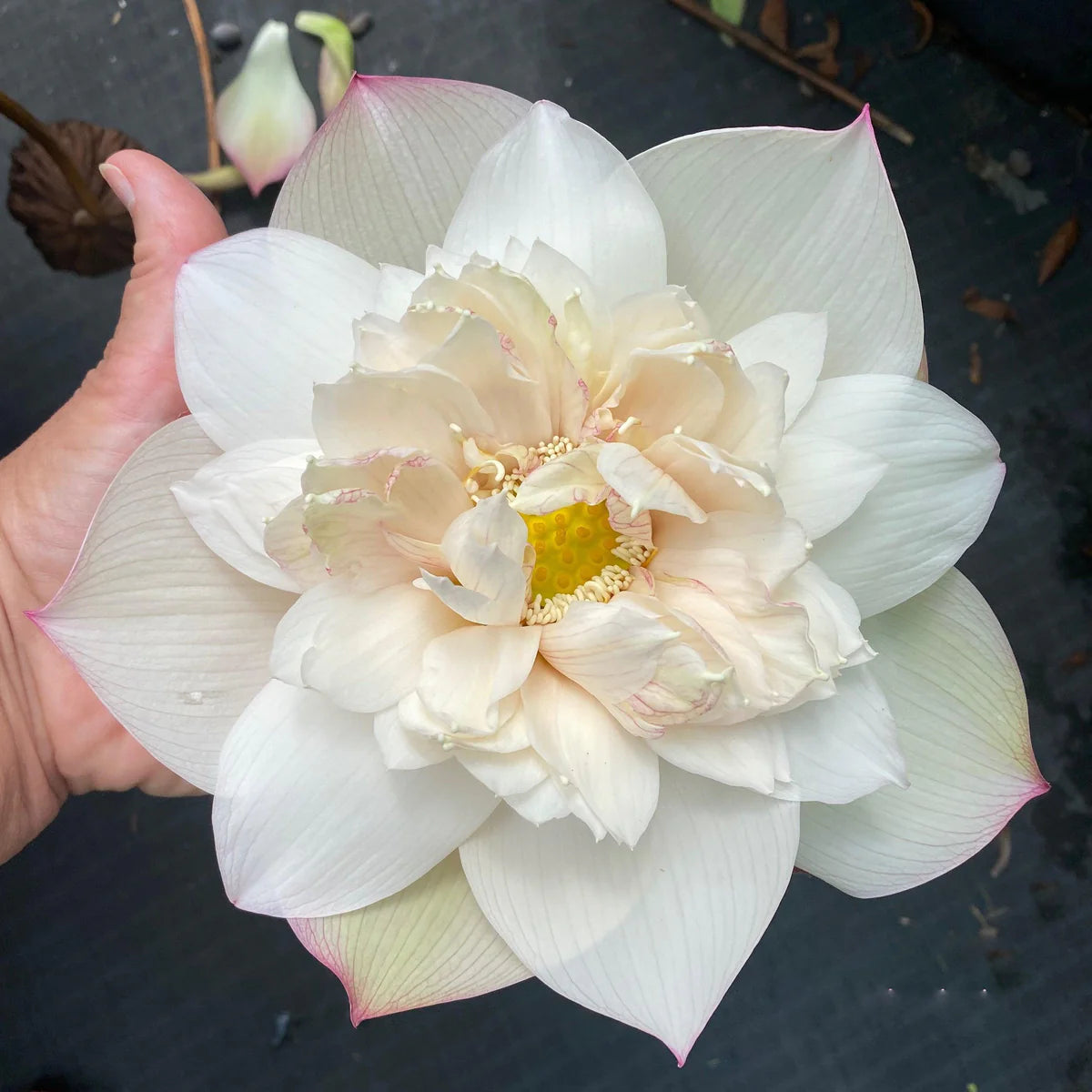 Pulse Feeling Lotus Tuber