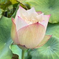 Pulse Feeling Lotus Tuber