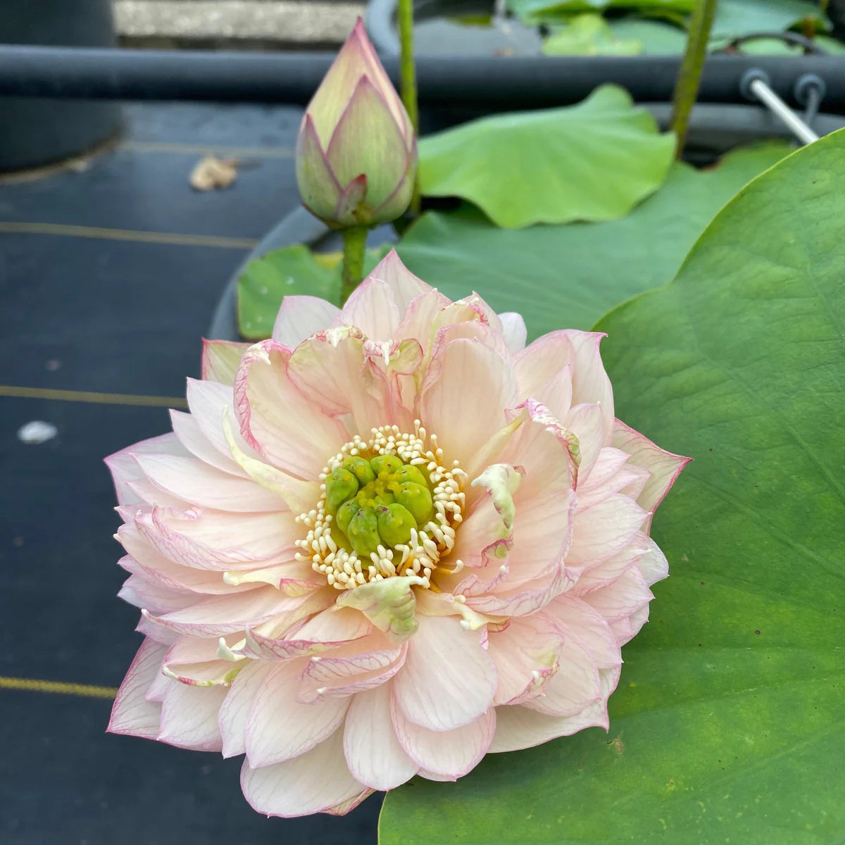 Pulse Feeling Lotus Tuber