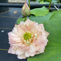 Pulse Feeling Lotus Tuber