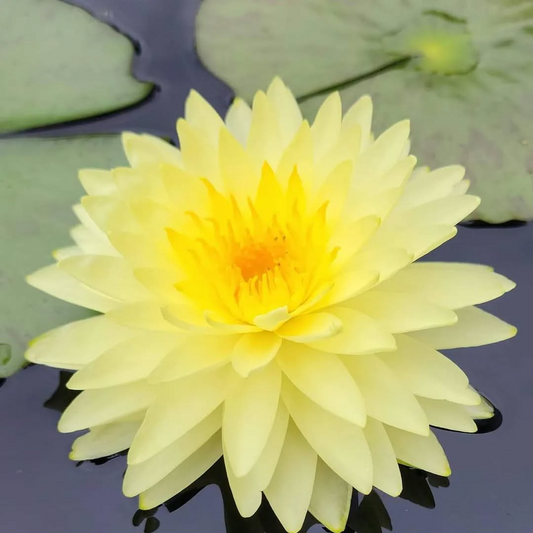 Puttraksha Hardy Waterlily