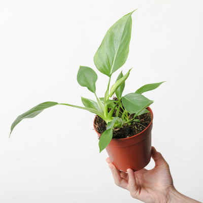 Philodendron Warscewiczii – Rare