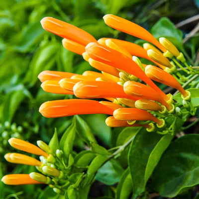 Flame/Golden Shower Plant