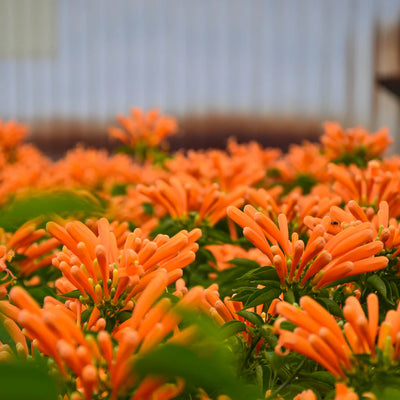 Flame/Golden Shower Plant