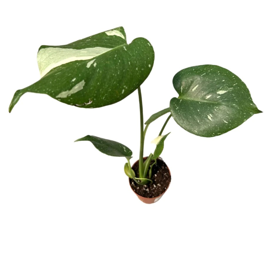 Monstera 'Thai Constellation' - plant store® 
