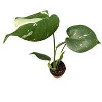 Monstera 'Thai Constellation' - plant store® 