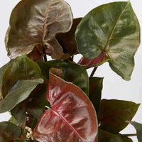 Syngonium Maria Bronze Allusion - plant store® 