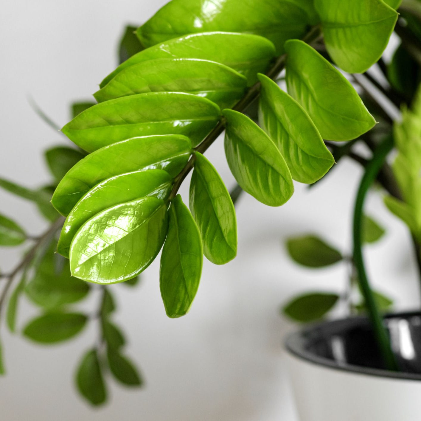 Green Zamia Zamioculas Zamiifolia or ZZ Plant