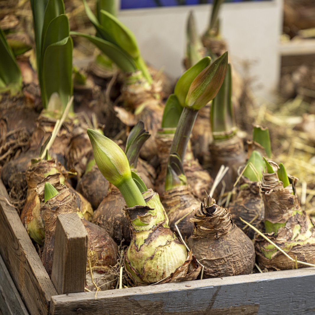 Amaryllis Lily Double Petal Flower Bulbs