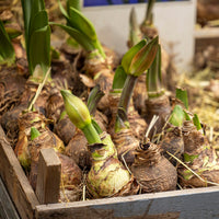 Amaryllis Lily Double Petal Flower Bulbs