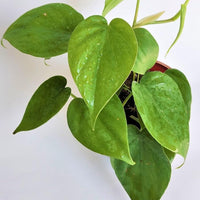 Philodendron Oxycardium Green - plant store® 