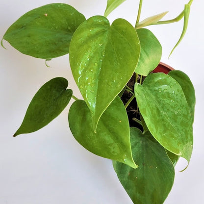 Philodendron Oxycardium Green