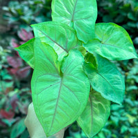 Syngonium Lime - plant store® 