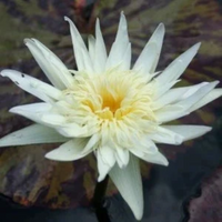 Rachel Personnel Tropical Waterlily