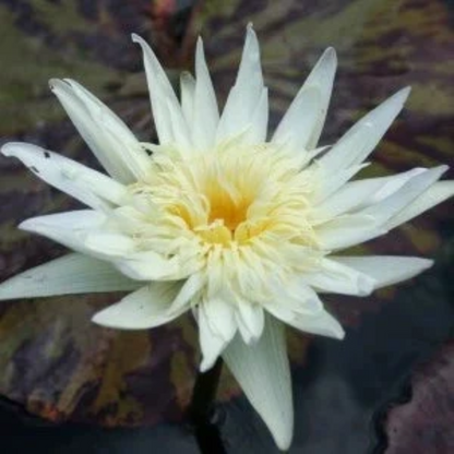 Rachel Personnel Tropical Waterlily