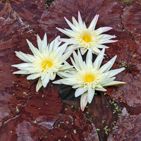 Rachel Personnel Tropical Waterlily