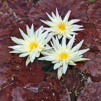 Rachel Personnel Tropical Waterlily