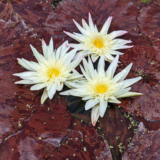 Rachel Personnel Tropical Waterlily