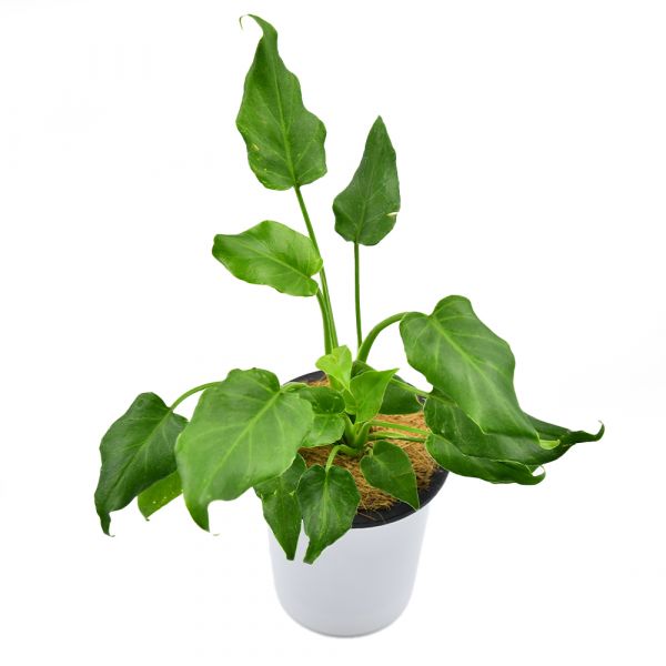 Philodendron Xanadu Green - plant store® 