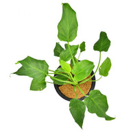 Philodendron Xanadu Green - plant store® 