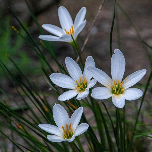 Rain Lily Zephyranthes Plant (White Flowers)