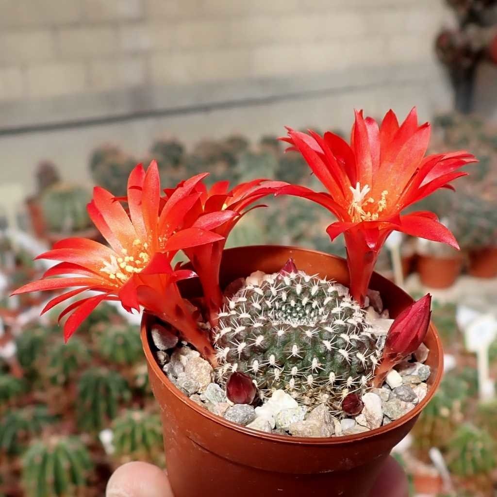 Rebutia Krainziana Cactus Bare Rooted - plant store® 