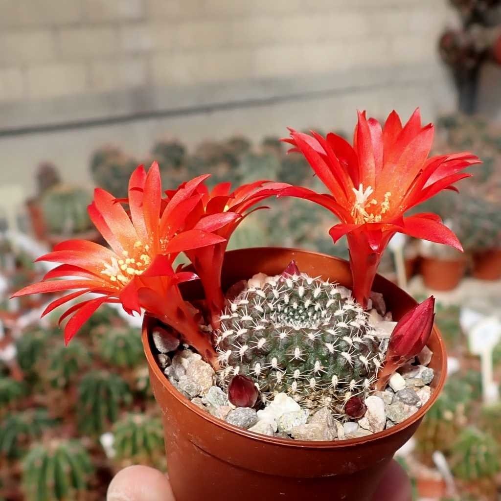 Rebutia Krainziana Cactus Bare Rooted