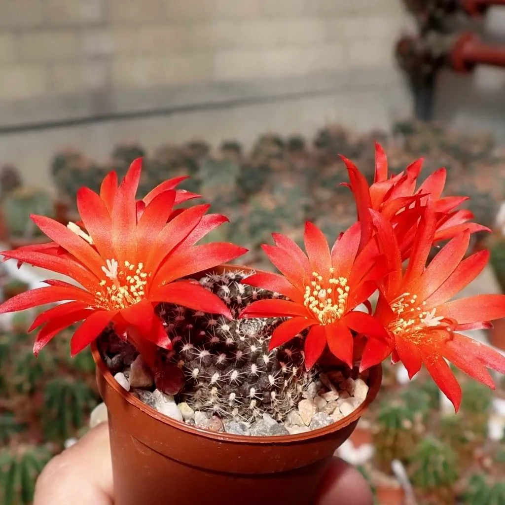 Rebutia Krainziana Cactus Bare Rooted - plant store® 