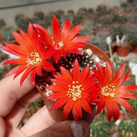 Rebutia Krainziana Cactus Bare Rooted