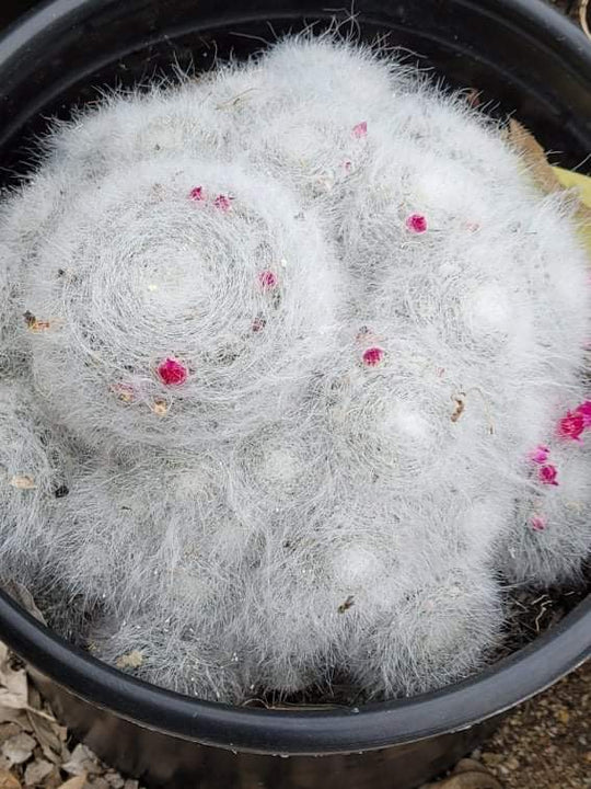 Mammillaria Hahniana (Old Lady) Bare Rooted - plant store® 