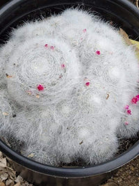 Mammillaria Hahniana (Old Lady) Bare Rooted - plant store® 
