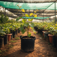 Sarita Black Grapes Plant