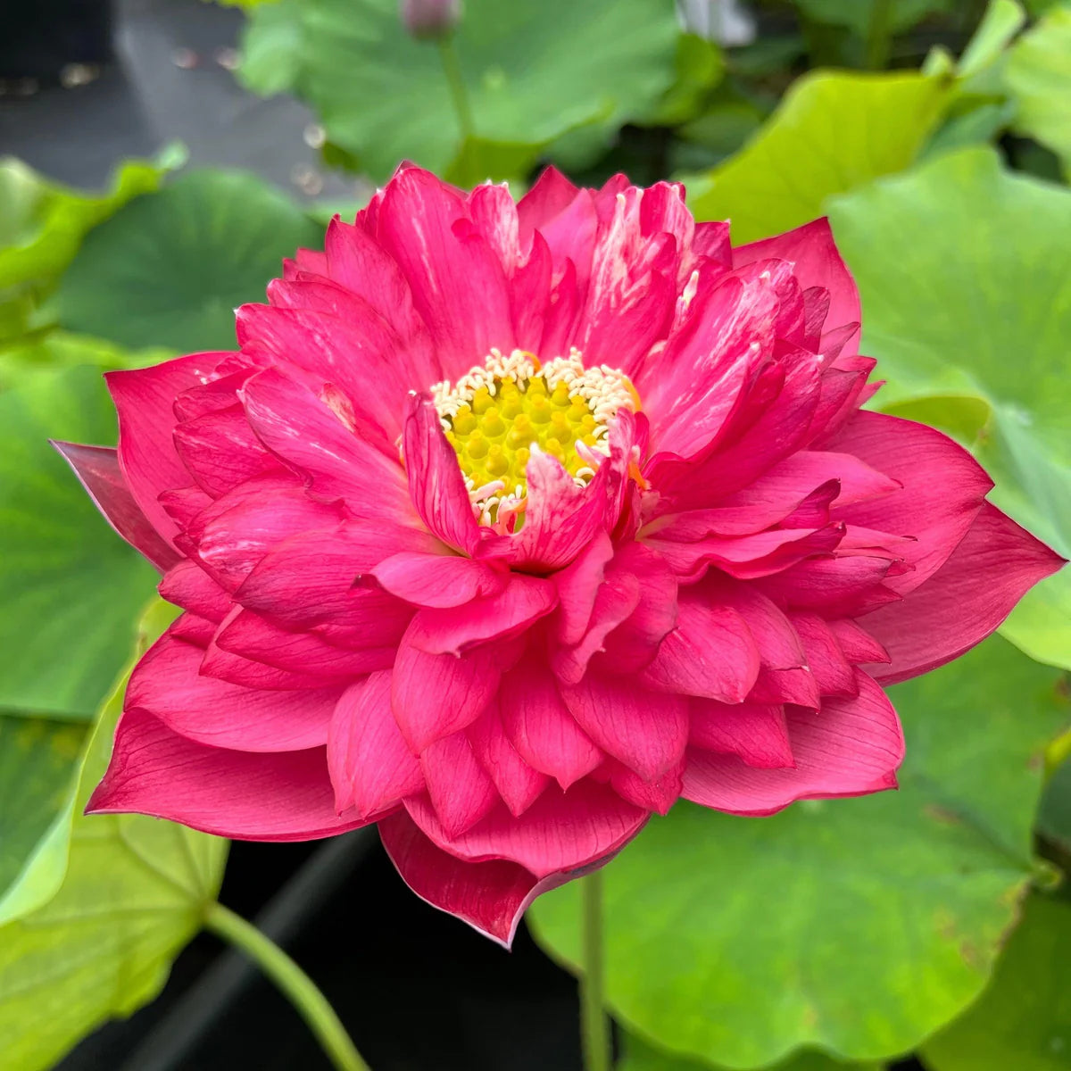 Zubi Lotus Tuber