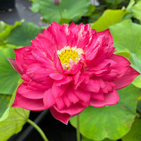 Zubi Lotus Tuber