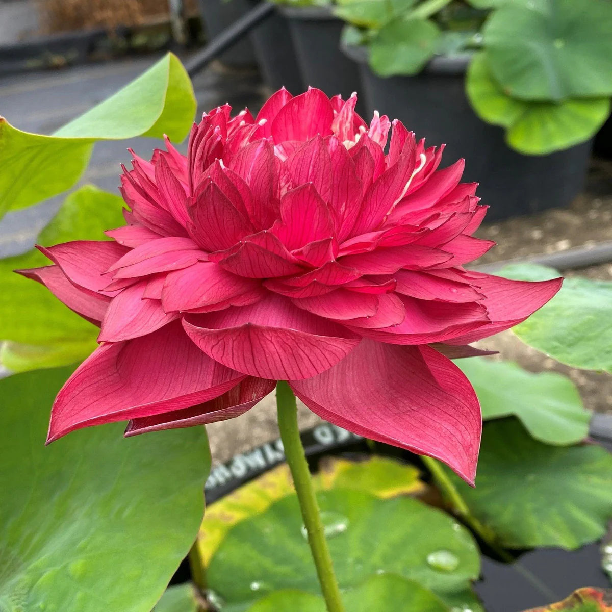 Zubi Lotus Tuber