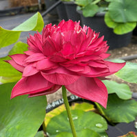 Zubi Lotus Tuber