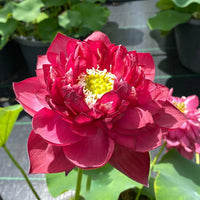 Zubi Lotus Tuber