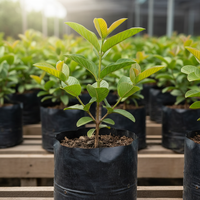 Red Thai king guava plant.. in a poly bag.. 4-5 branches in the plant. without fruit.. nursery set up. Dimension 1080x1080