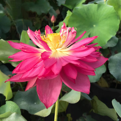 Red Peony Lotus Tuber