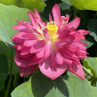 Red Peony Lotus Tuber