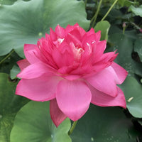 Red Peony Lotus Tuber