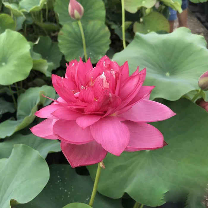 Red Peony Lotus Tuber
