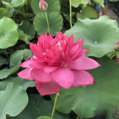 Red Peony Lotus Tuber