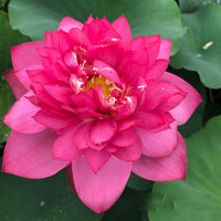 Red Peony Lotus Tuber