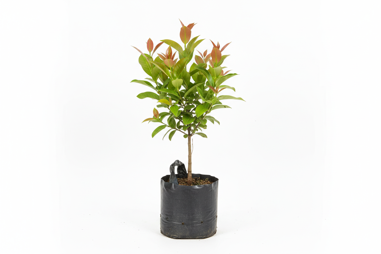red water apple plant. In poly bag. Height 2 ft
