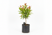 red water apple plant. In poly bag. Height 2 ft