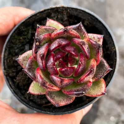Echeveria Agavoides Blood Maria (Bare Rooted)