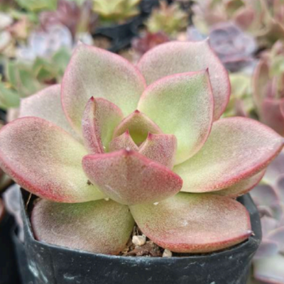 Echeveria Agavoides Blood Maria (Bare Rooted)