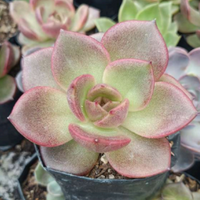 Echeveria Agavoides Blood Maria (Bare Rooted)