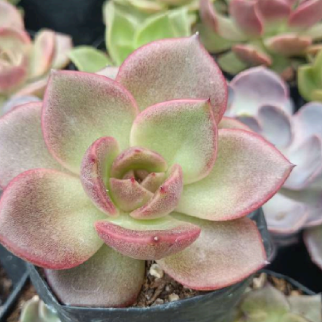 Echeveria Agavoides Blood Maria (Bare Rooted)
